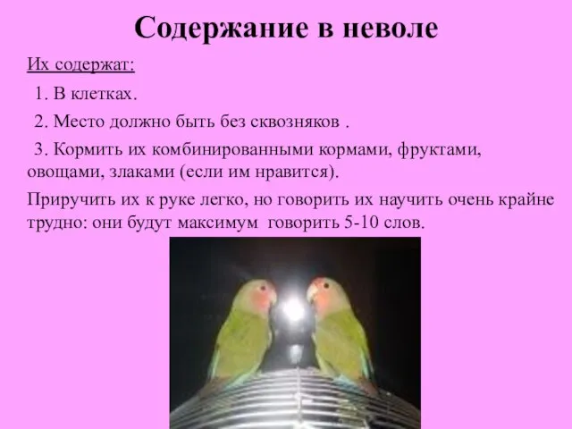 Содержание в неволе Их содержат: 1. В клетках. 2. Место должно быть