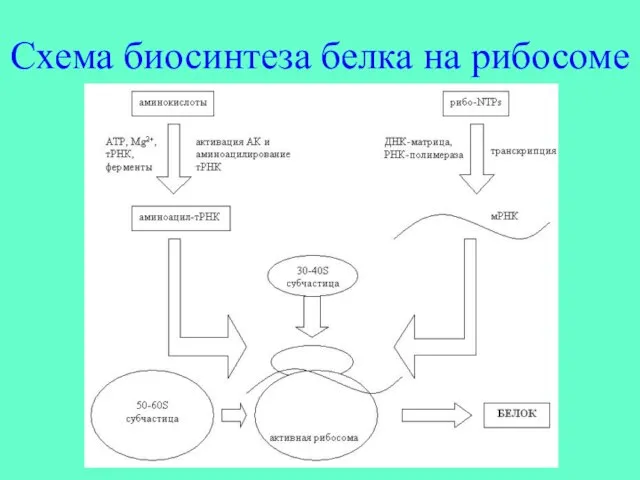 Схема биосинтеза белка на рибосоме