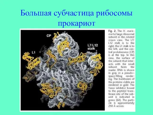 Большая субчастица рибосомы прокариот