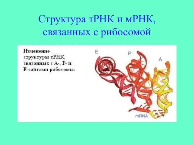 Структура тРНК и мРНК, связанных с рибосомой