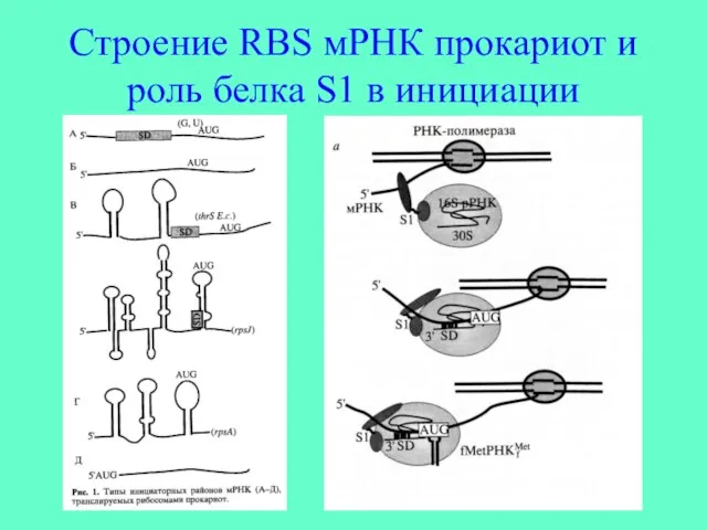 Строение RBS мРНК прокариот и роль белка S1 в инициации