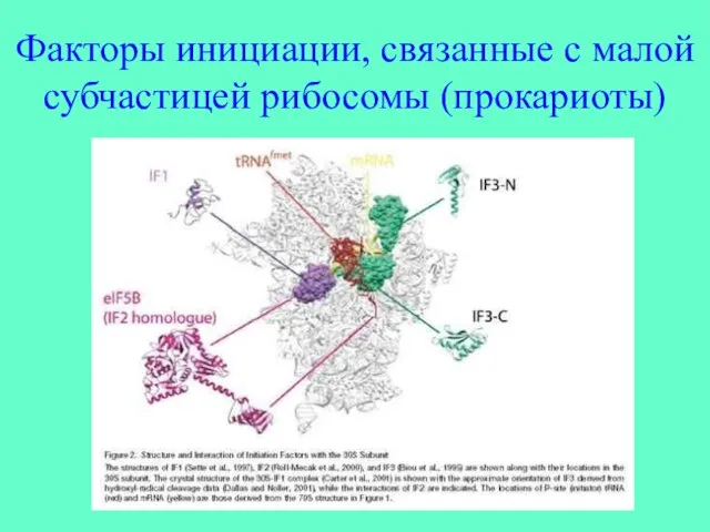 Факторы инициации, связанные с малой субчастицей рибосомы (прокариоты)