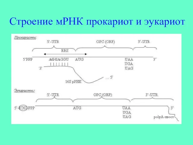 Строение мРНК прокариот и эукариот