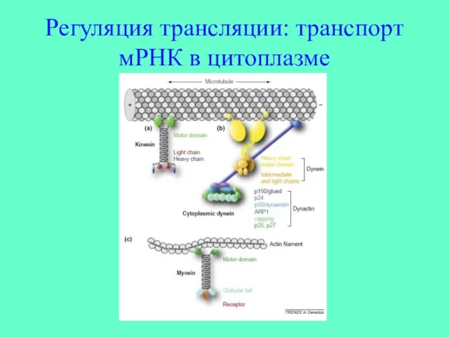 Регуляция трансляции: транспорт мРНК в цитоплазме