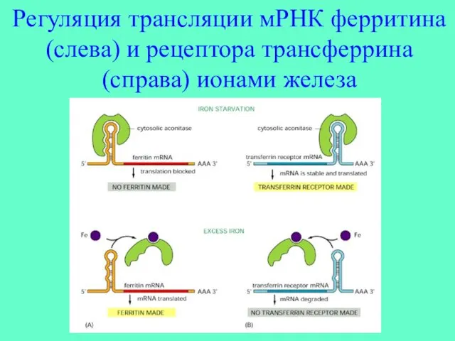 Регуляция трансляции мРНК ферритина (слева) и рецептора трансферрина (справа) ионами железа