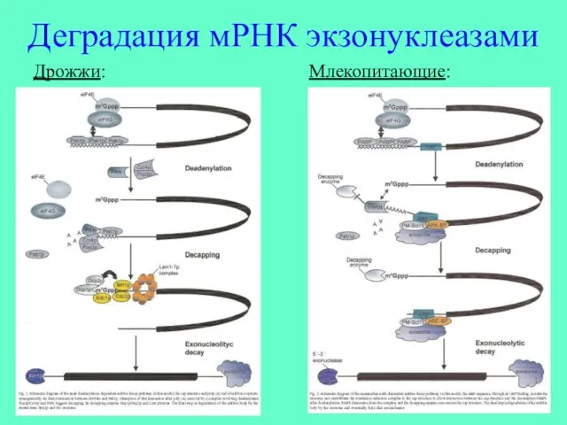 Деградация мРНК экзонуклеазами Дрожжи: Млекопитающие: