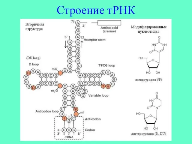 Строение тРНК