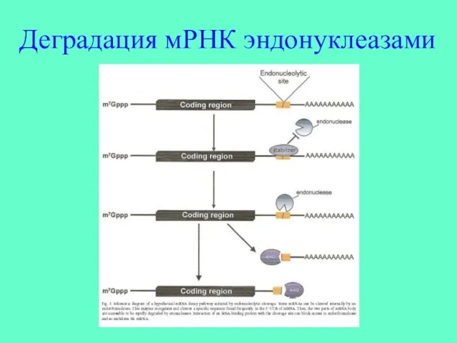 Деградация мРНК эндонуклеазами