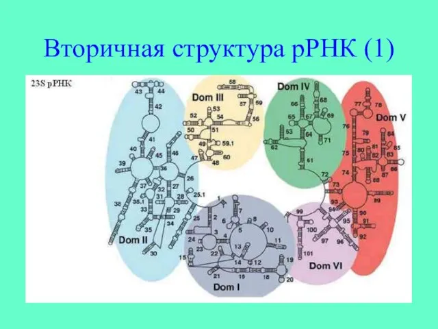 Вторичная структура рРНК (1)