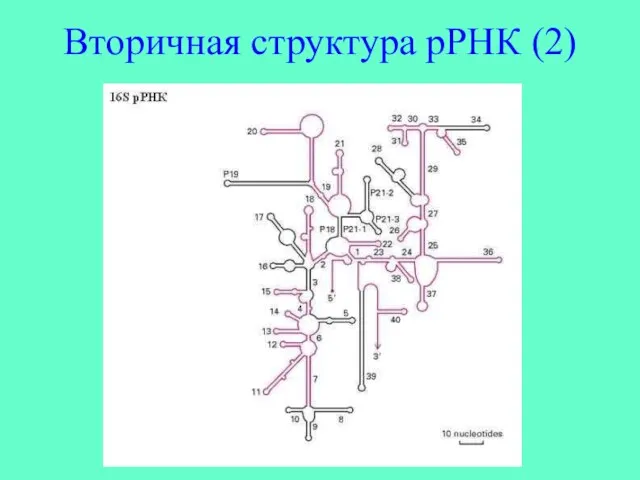 Вторичная структура рРНК (2)