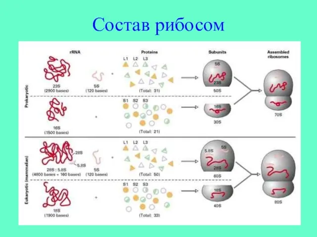 Состав рибосом