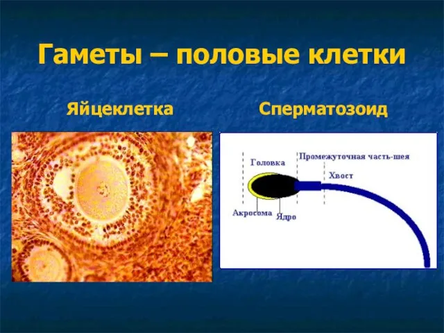Гаметы – половые клетки Яйцеклетка Сперматозоид