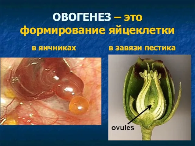 ОВОГЕНЕЗ – это формирование яйцеклетки в яичниках в завязи пестика