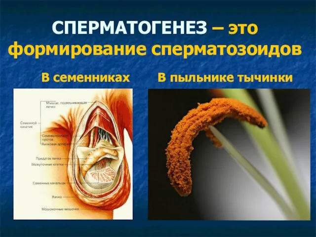 СПЕРМАТОГЕНЕЗ – это формирование сперматозоидов В семенниках В пыльнике тычинки