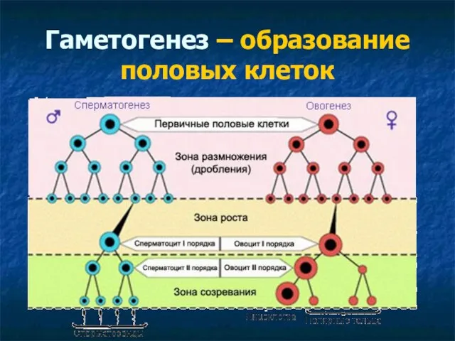 Гаметогенез – образование половых клеток