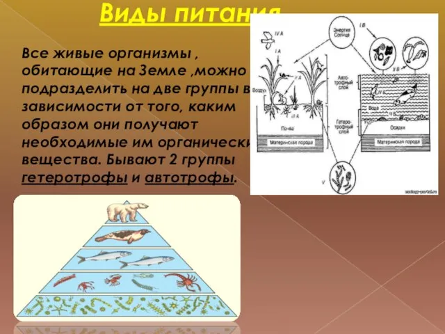 Виды питания. Все живые организмы , обитающие на Земле ,можно подразделить на