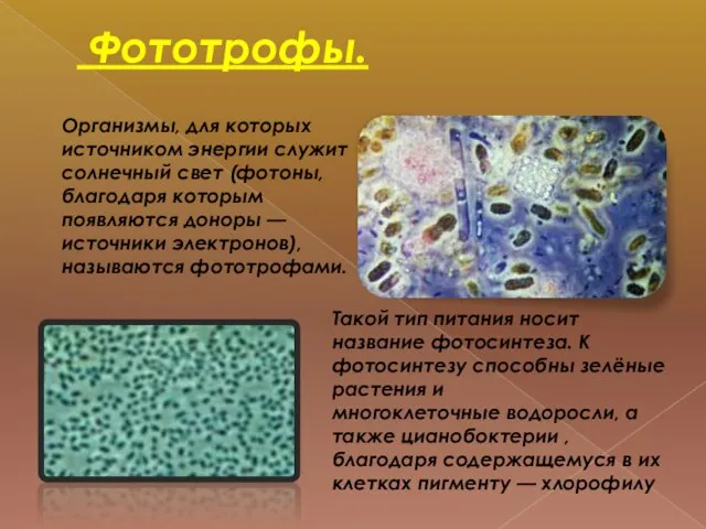 Фототрофы. Организмы, для которых источником энергии служит солнечный свет (фотоны, благодаря которым