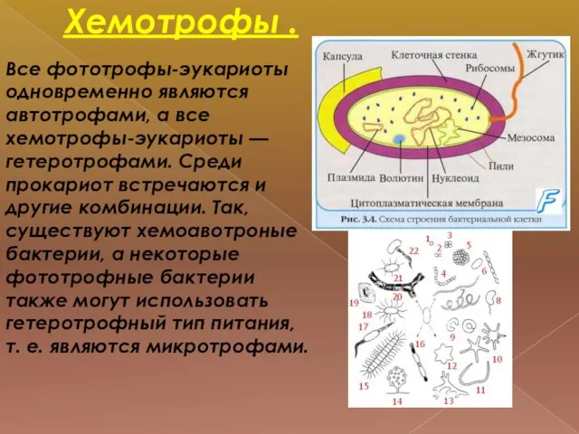 Хемотрофы . Все фототрофы-эукариоты одновременно являются автотрофами, а все хемотрофы-эукариоты — гетеротрофами.