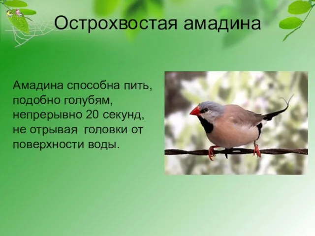 Острохвостая амадина Амадина способна пить, подобно голубям, непрерывно 20 секунд, не отрывая головки от поверхности воды.