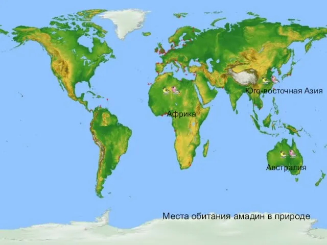 Места обитания амадин в природе Африка Австралия Юго-восточная Азия