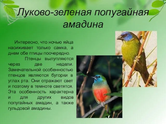 Луково-зеленая попугайная амадина Интересно, что ночью яйца насиживает только самка, а днем
