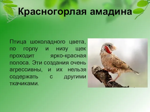 Красногорлая амадина Птица шоколадного цвета, по горлу и низу щек проходит ярко-красная