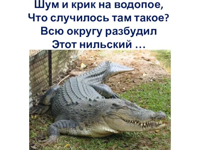 Шум и крик на водопое, Что случилось там такое? Всю округу разбудил Этот нильский …