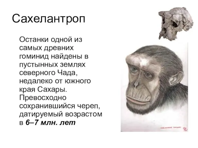 Сахелантроп Останки одной из самых древних гоминид найдены в пустынных землях северного