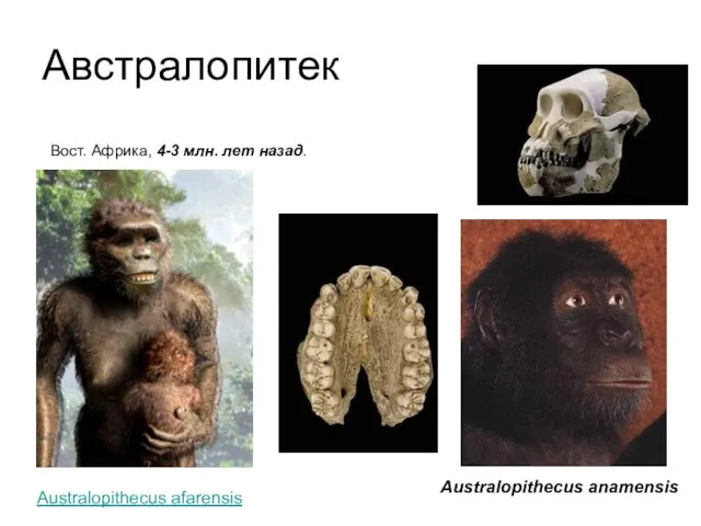 Австралопитек Вост. Африка, 4-3 млн. лет назад. Australopithecus anamensis Australopithecus afarensis