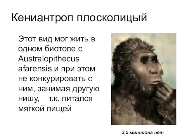 Кениантроп плосколицый Этот вид мог жить в одном биотопе с Australopithecus afarensis