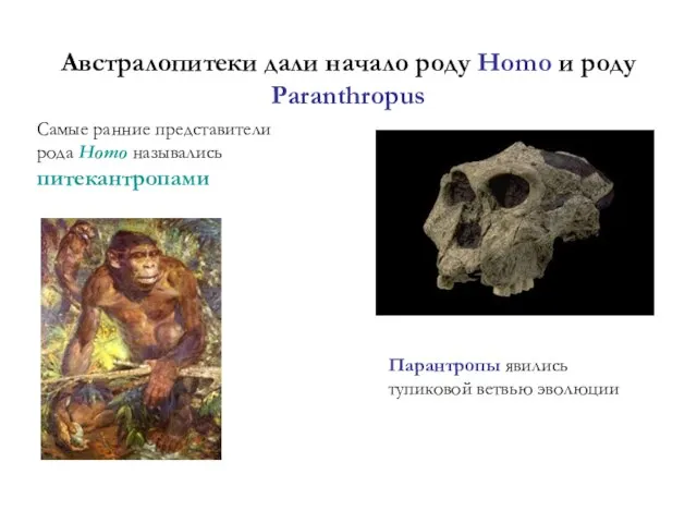 Австралопитеки дали начало роду Homo и роду Paranthropus Самые ранние представители рода