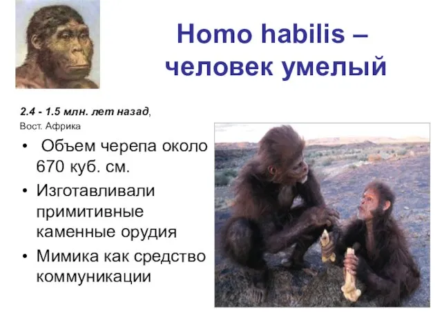 Homo habilis – человек умелый 2.4 - 1.5 млн. лет назад, Вост.