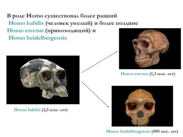 В роде Homo существовал более ранний Homo habilis (человек умелый) и более