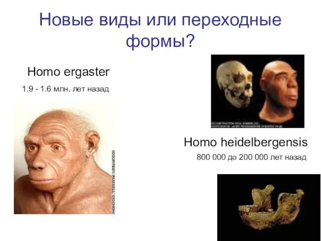 Новые виды или переходные формы? Homo ergaster Homo heidelbergensis 800 000 до