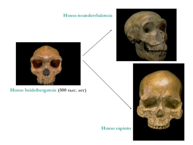 Homo heidelbergensis (500 тыс. лет) Homo neanderthalensis Homo sapiens