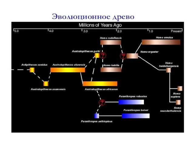 Эволюционное древо