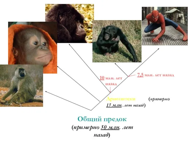Общий предок (примерно 50 млн. лет назад) Дриопитеки (примерно 15 млн. лет
