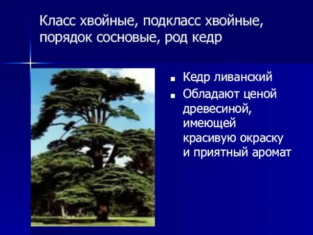 Класс хвойные, подкласс хвойные, порядок сосновые, род кедр Кедр ливанский Обладают ценой