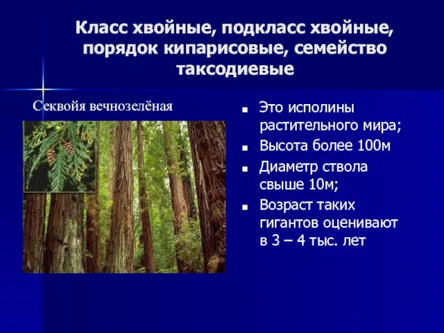 Класс хвойные, подкласс хвойные, порядок кипарисовые, семейство таксодиевые Это исполины растительного мира;