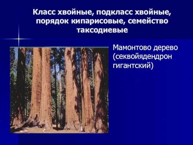 Класс хвойные, подкласс хвойные, порядок кипарисовые, семейство таксодиевые Мамонтово дерево (секвойядендрон гигантский)