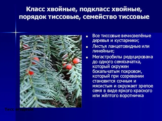 Класс хвойные, подкласс хвойные, порядок тиссовые, семейство тиссовые Все тиссовые вечнозелёные деревья