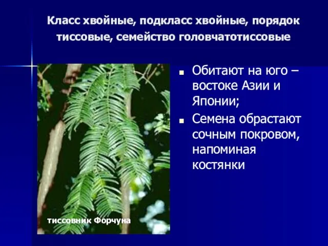 Класс хвойные, подкласс хвойные, порядок тиссовые, семейство головчатотиссовые Обитают на юго –