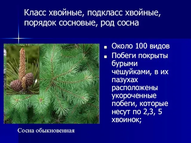 Класс хвойные, подкласс хвойные, порядок сосновые, род сосна Около 100 видов Побеги