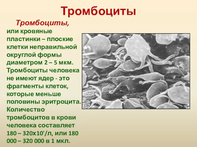 Тромбоциты Тромбоциты, или кровяные пластинки – плоские клетки неправильной округлой формы диаметром