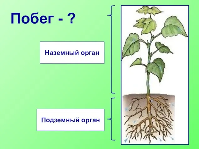 Побег - ? Подземный орган Наземный орган