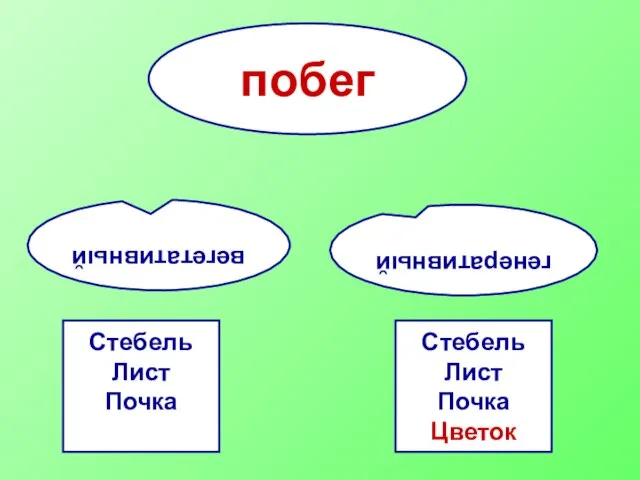 побег вегетативный генеративный Стебель Лист Почка Стебель Лист Почка Цветок