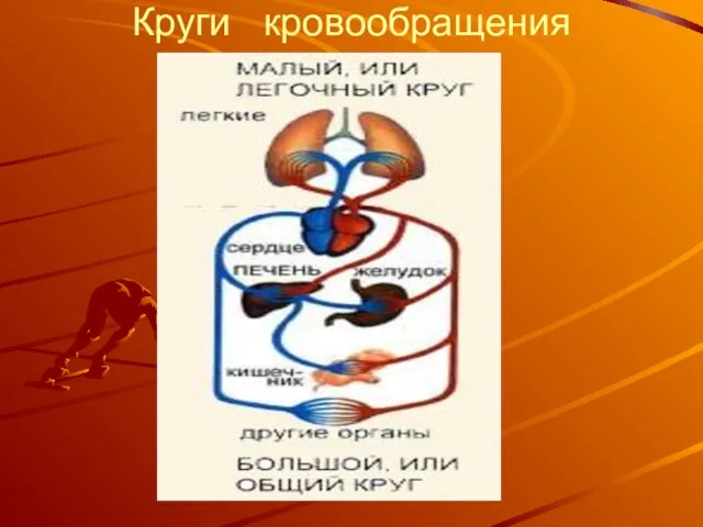 Круги кровообращения