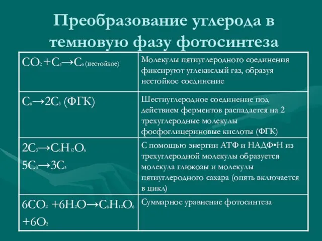 Преобразование углерода в темновую фазу фотосинтеза