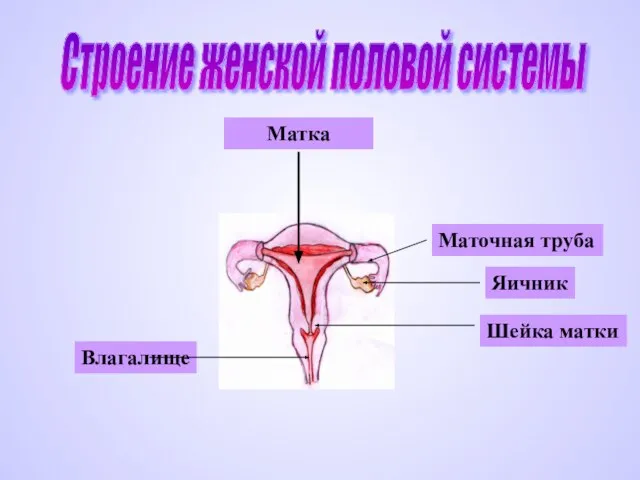 Строение женской половой системы