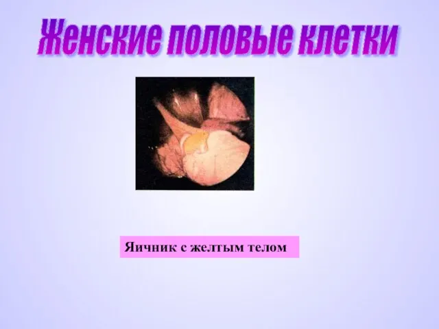 Женские половые клетки Яичник с желтым телом